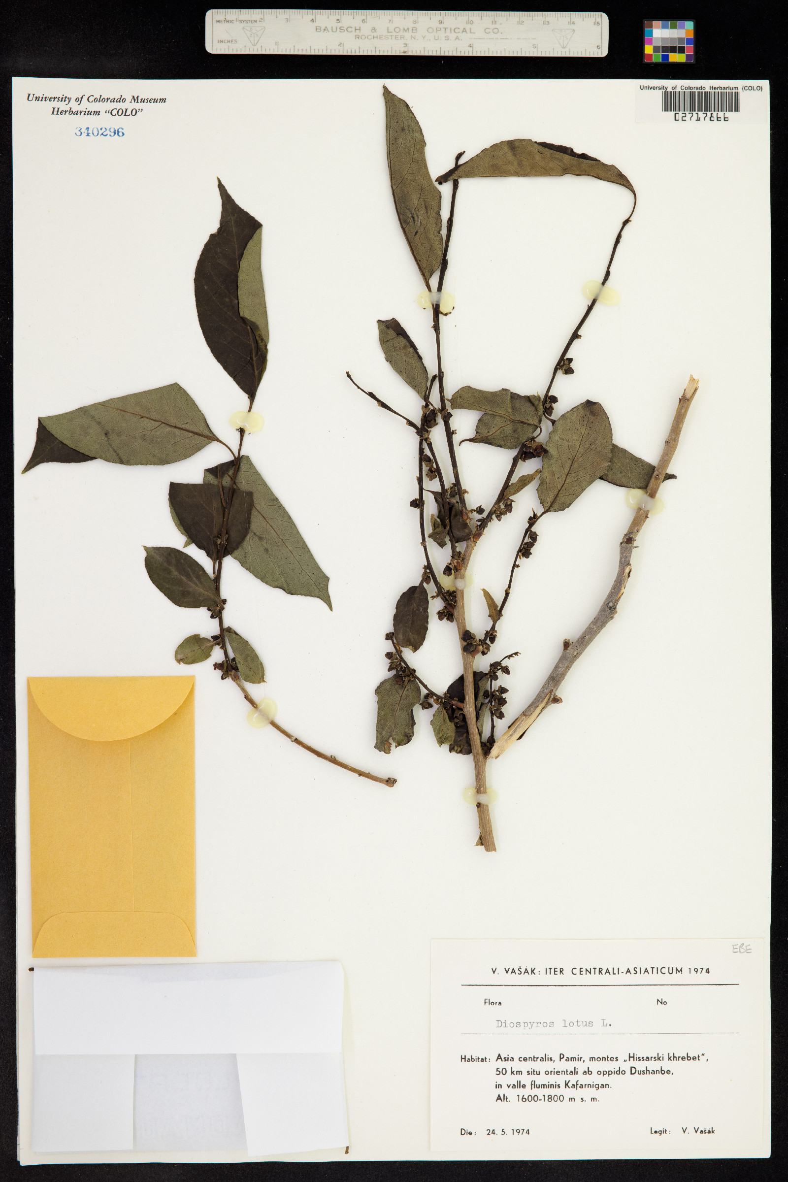 Diospyros lotus image