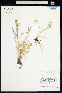 Ranunculus sceleratus image