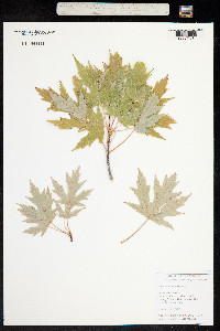 Acer saccharinum image