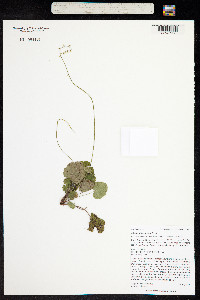 Mitella stauropetala image