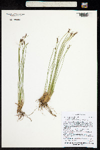Juncus drummondii image