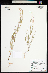 Polygonum douglasii image