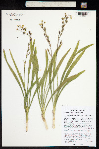 Anticlea elegans image