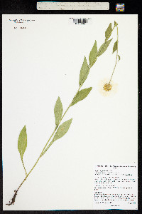 Erigeron glabellus image