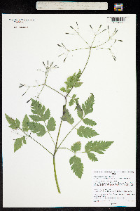 Osmorhiza depauperata image