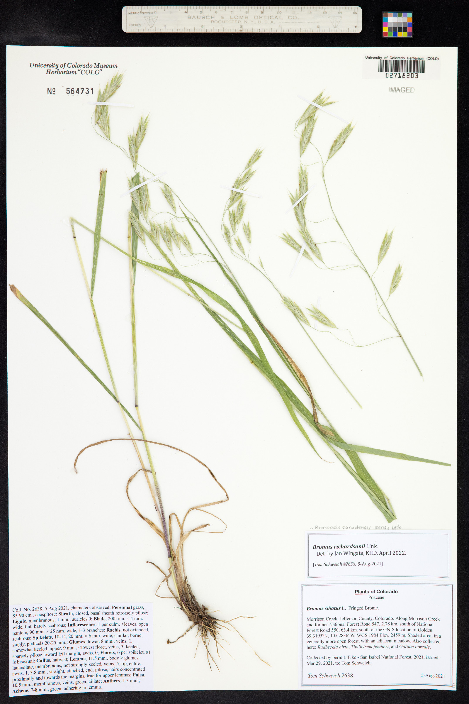 Bromus ciliatus var. ciliatus image