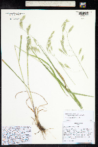 Bromus ciliatus image