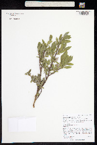 Salix drummondiana image