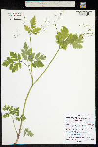 Osmorhiza depauperata image