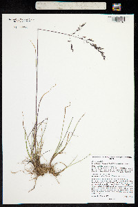Poa arctica image