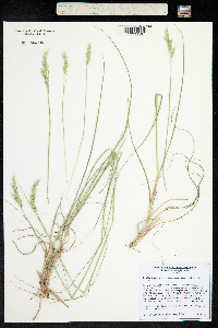 Danthonia spicata image