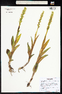 Platanthera dilatata image