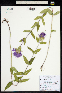 Monarda fistulosa image
