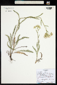 Achillea millefolium image