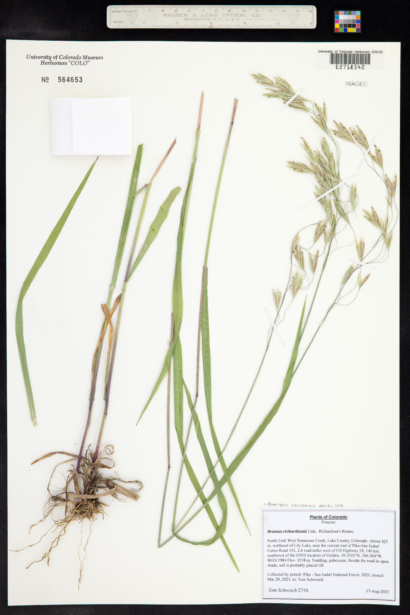 Bromus ciliatus image