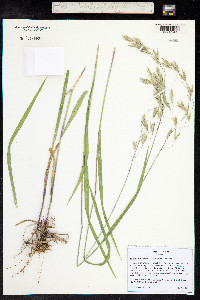 Bromus ciliatus image