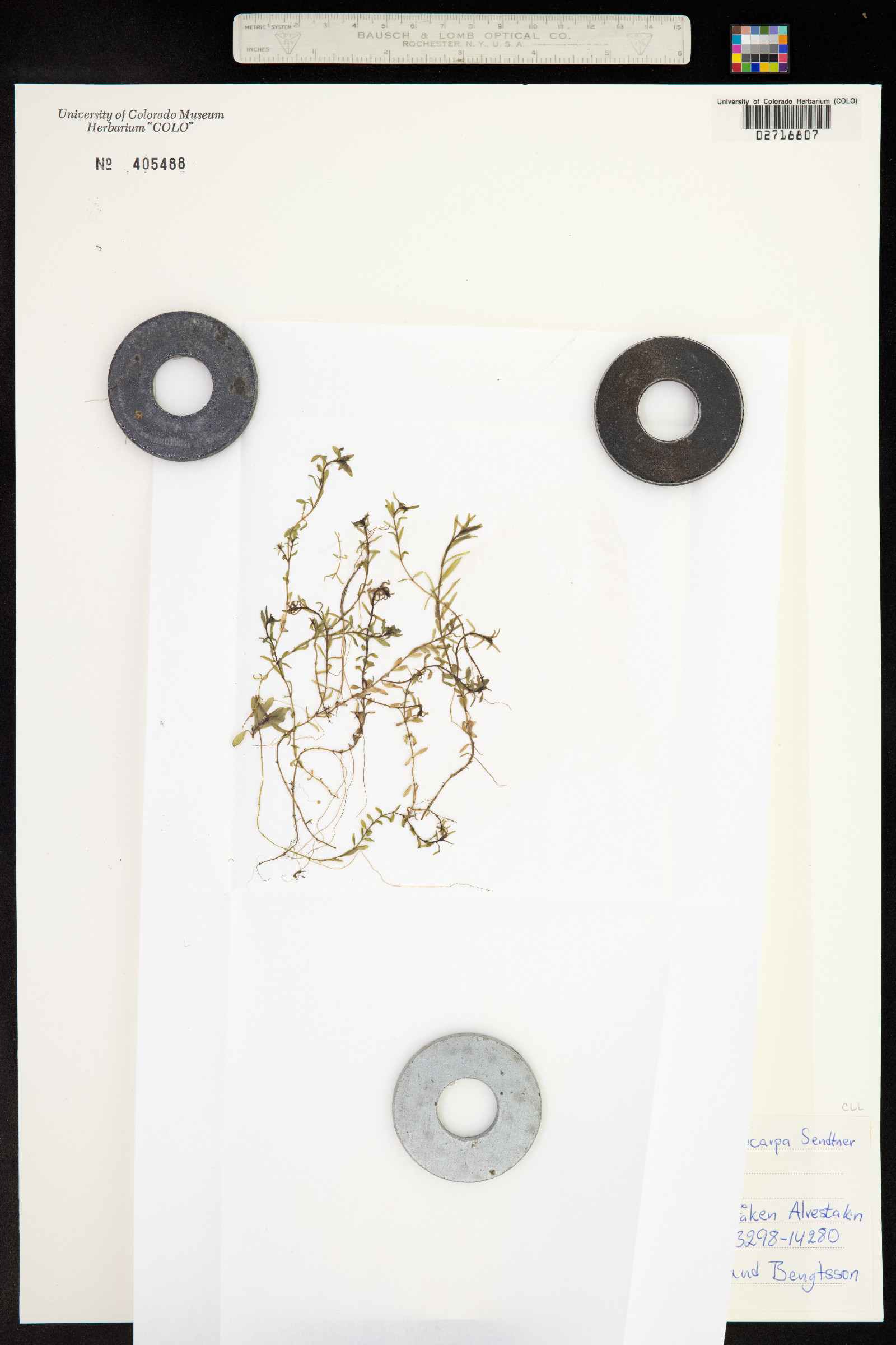 Callitriche cophocarpa image