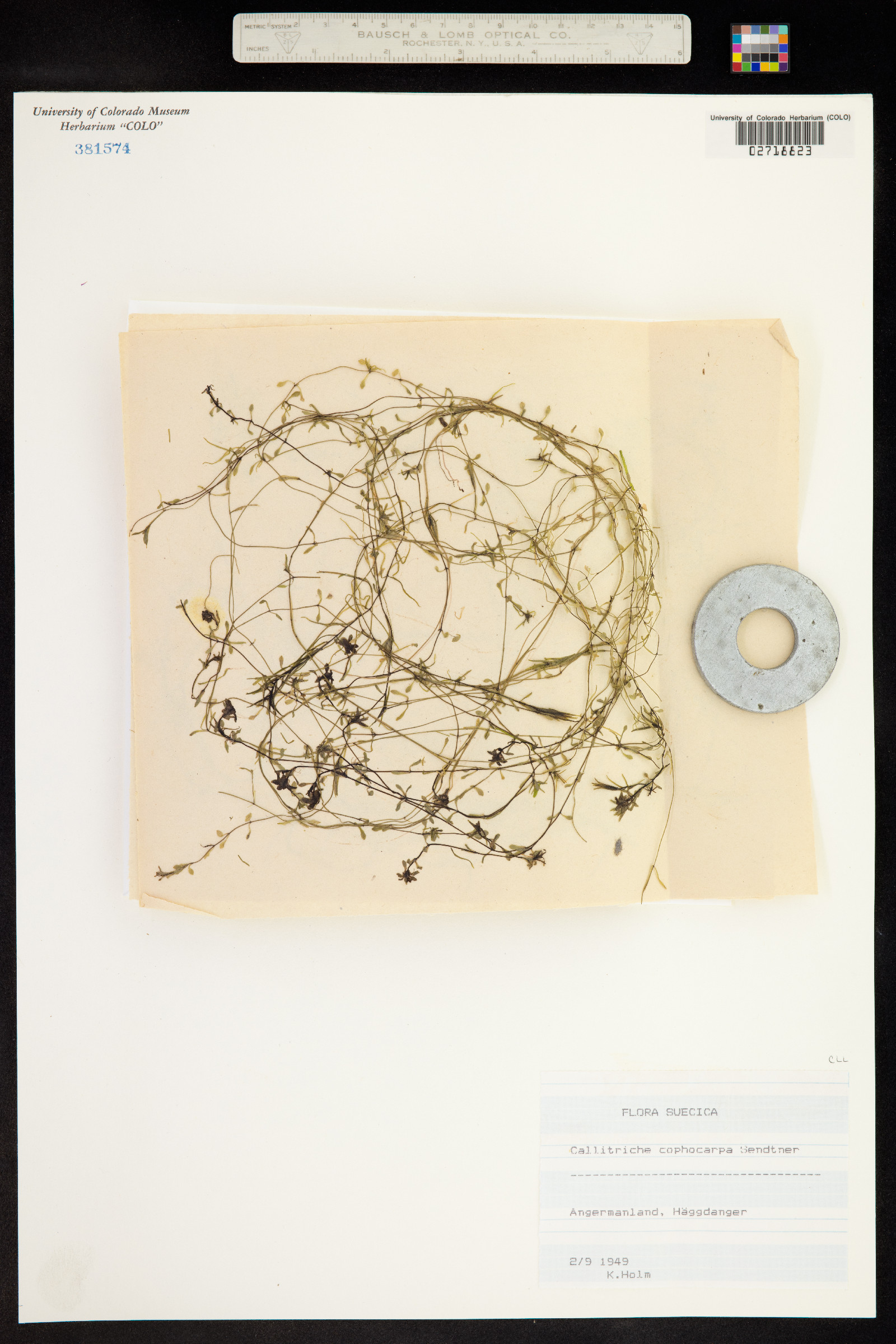 Callitriche cophocarpa image