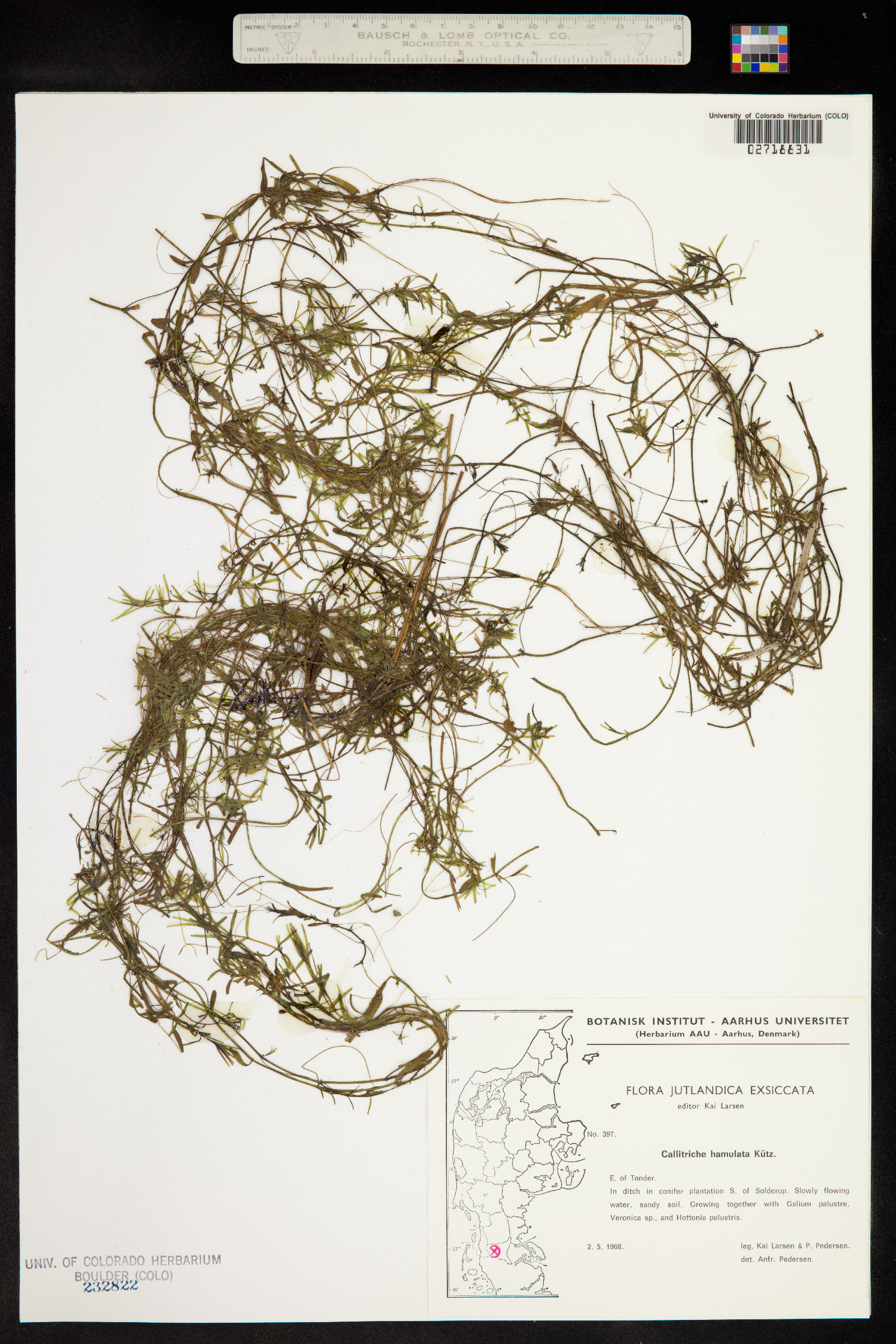 Callitriche hamulata image