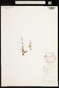 Callitriche brutia var. hamulata image