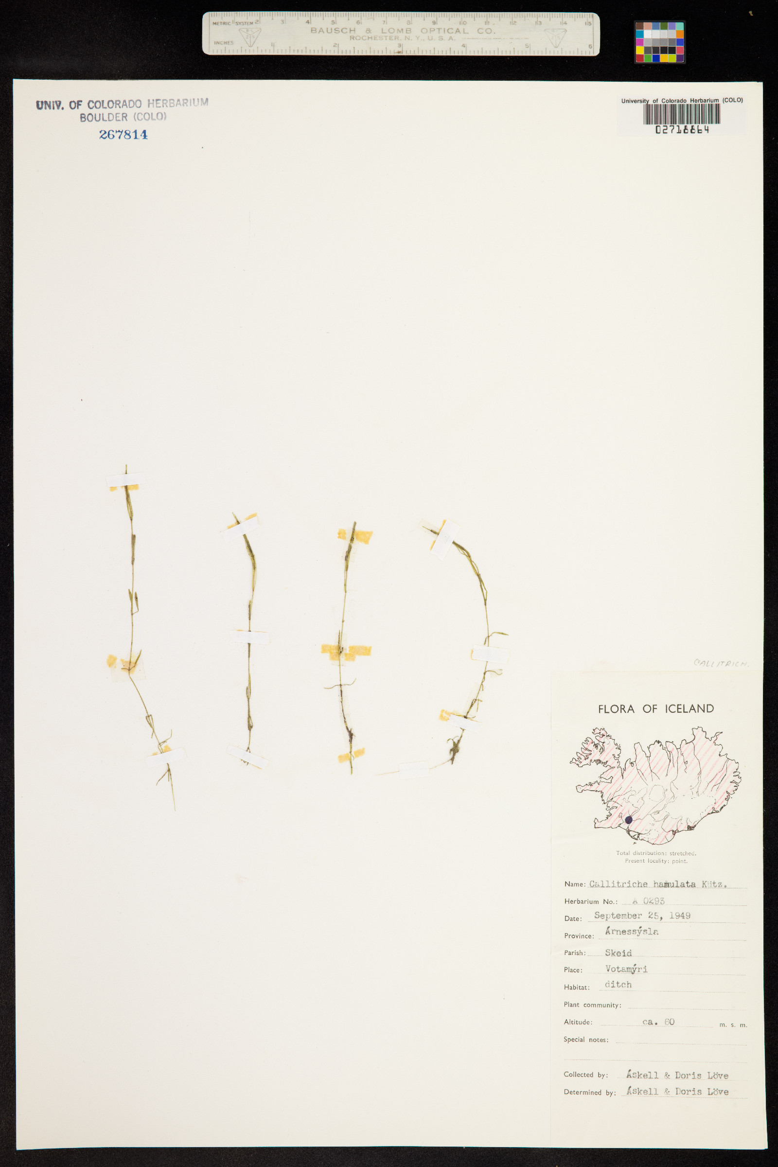 Callitriche brutia var. hamulata image