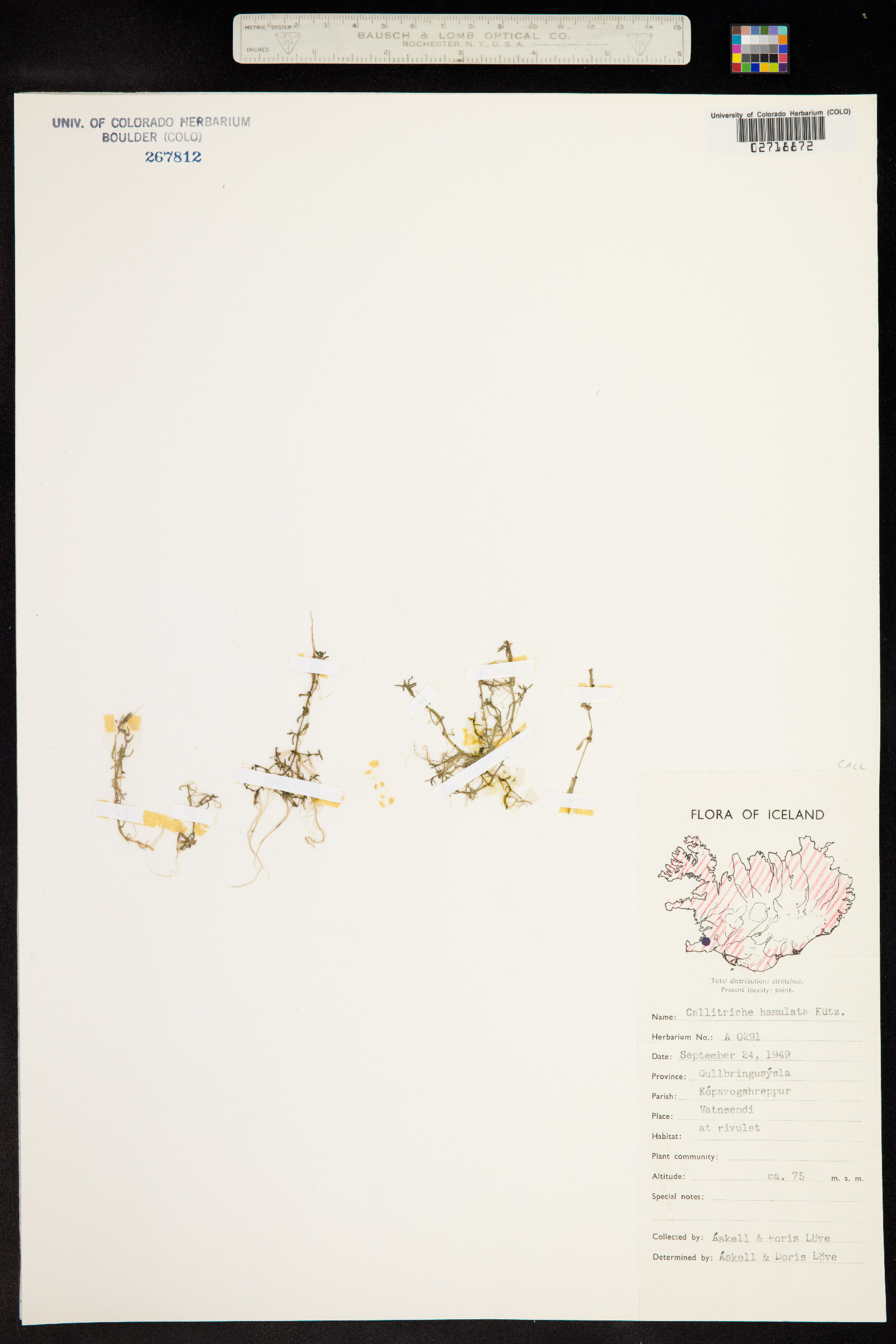 Callitriche brutia var. hamulata image