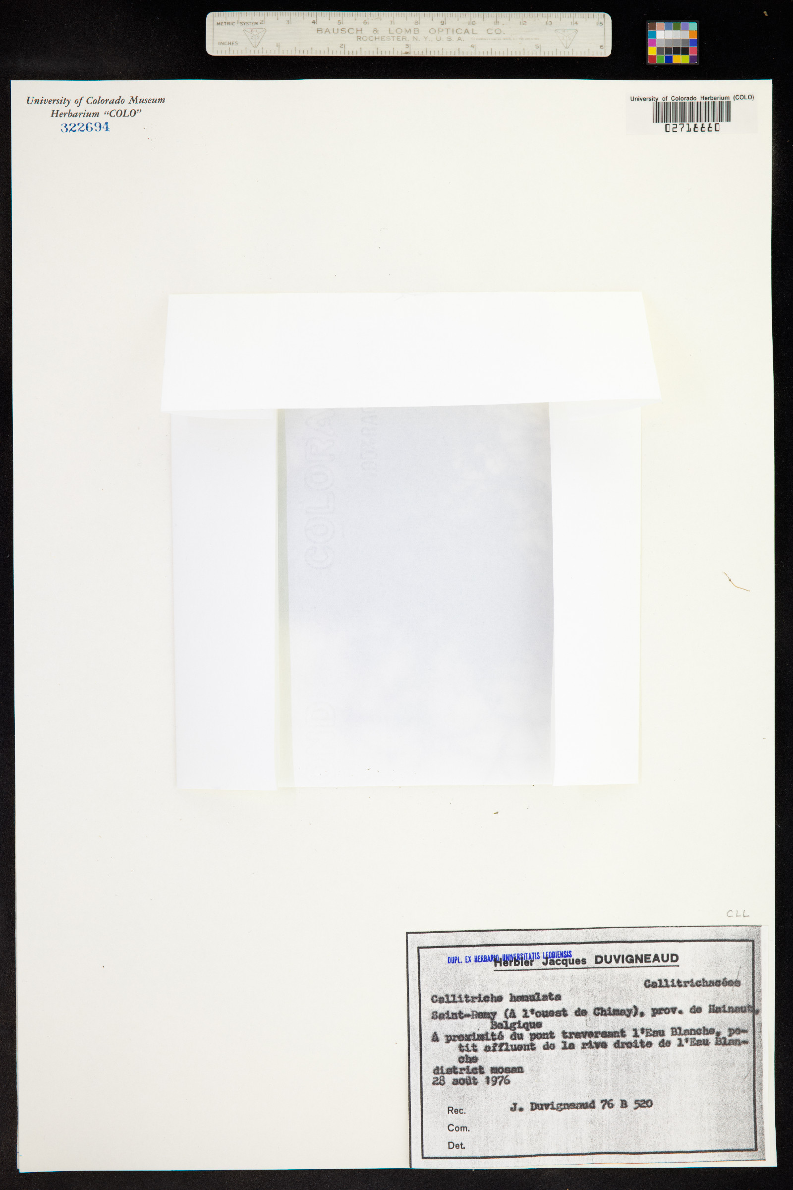 Callitriche brutia var. hamulata image