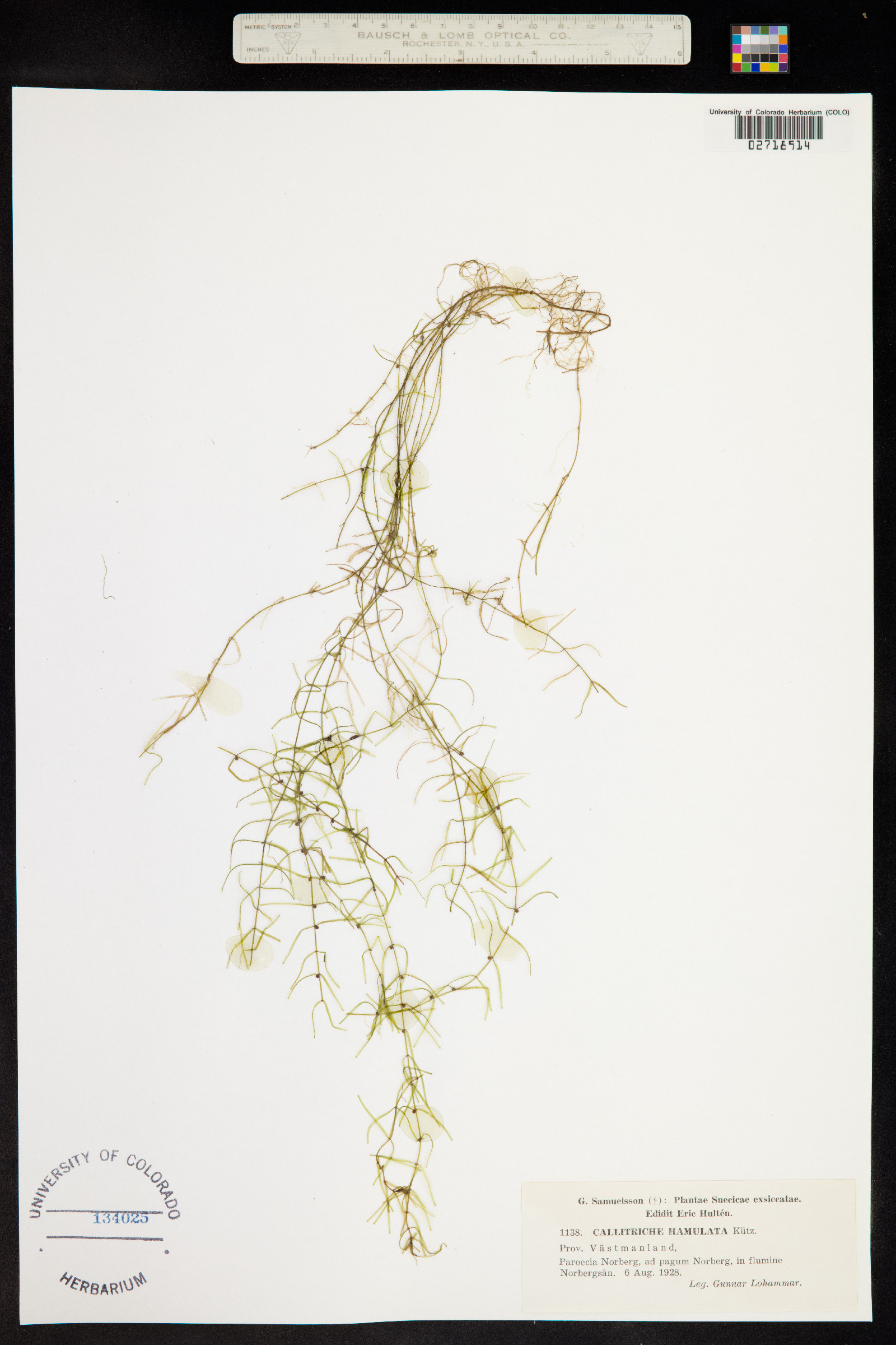 Callitriche brutia image