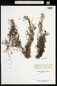 Callitriche brutia var. hamulata image