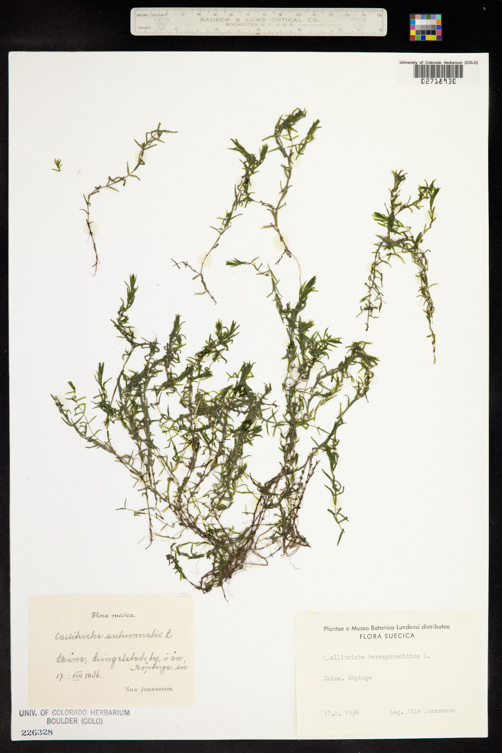 Callitriche hermaphroditica image