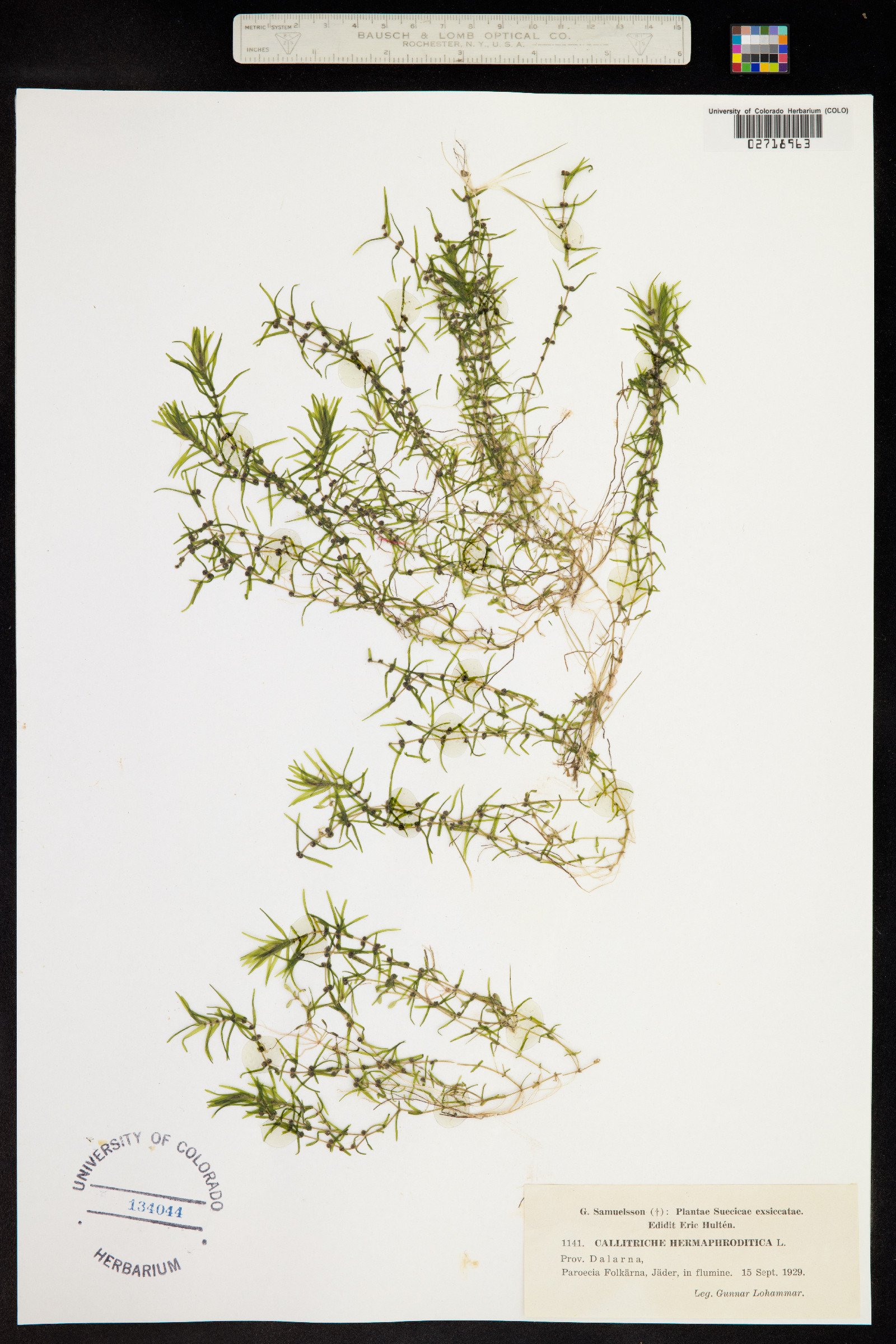 Callitriche hermaphroditica image