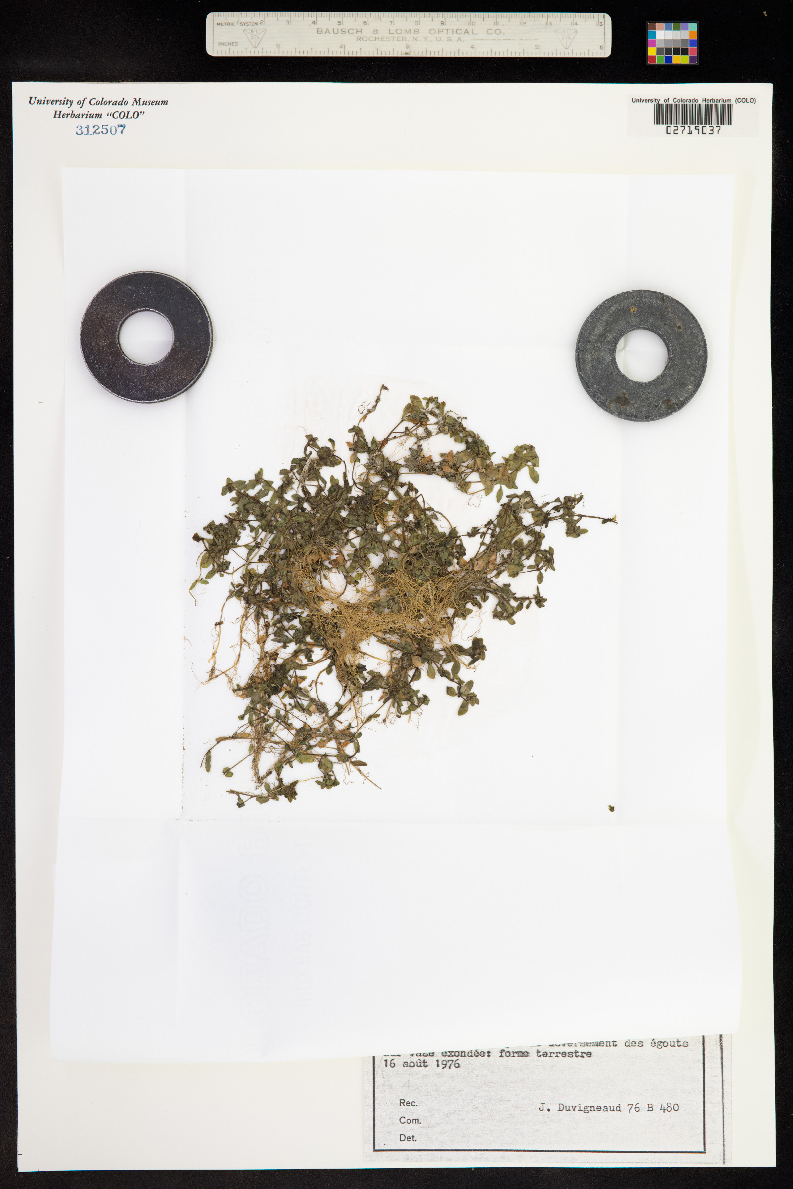 Callitriche platycarpa image