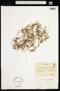 Callitriche cophocarpa image