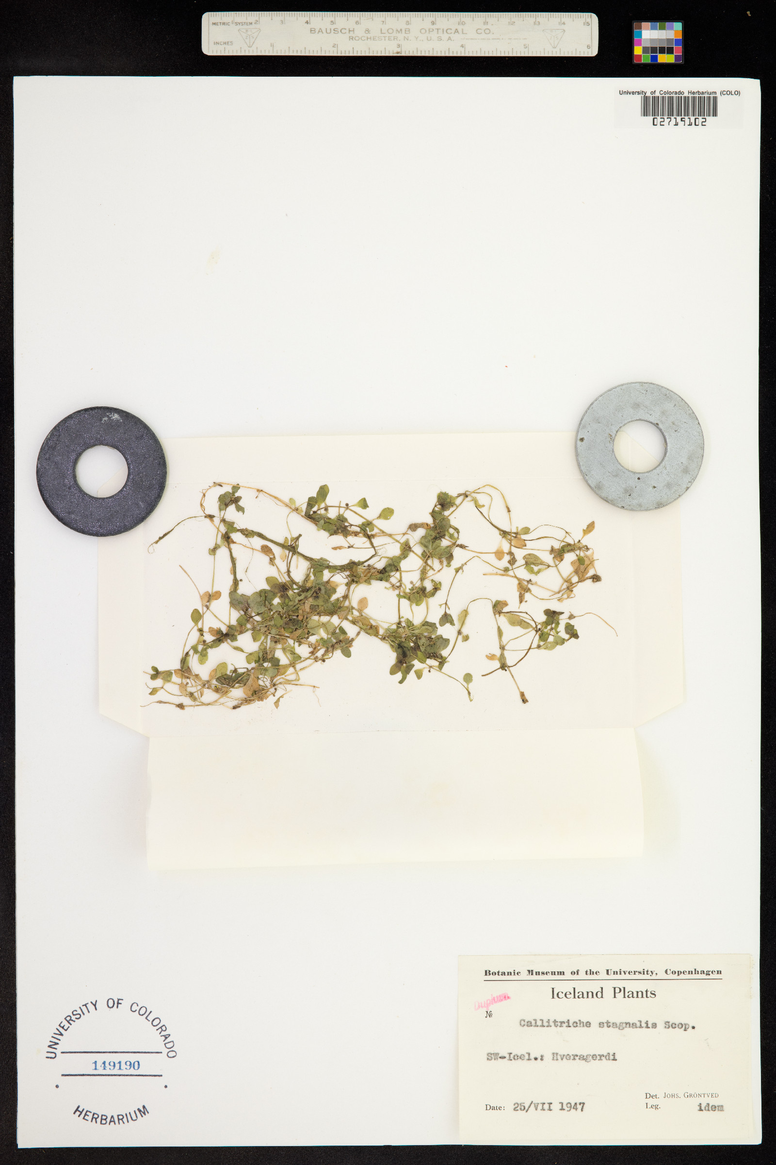 Callitriche stagnalis image