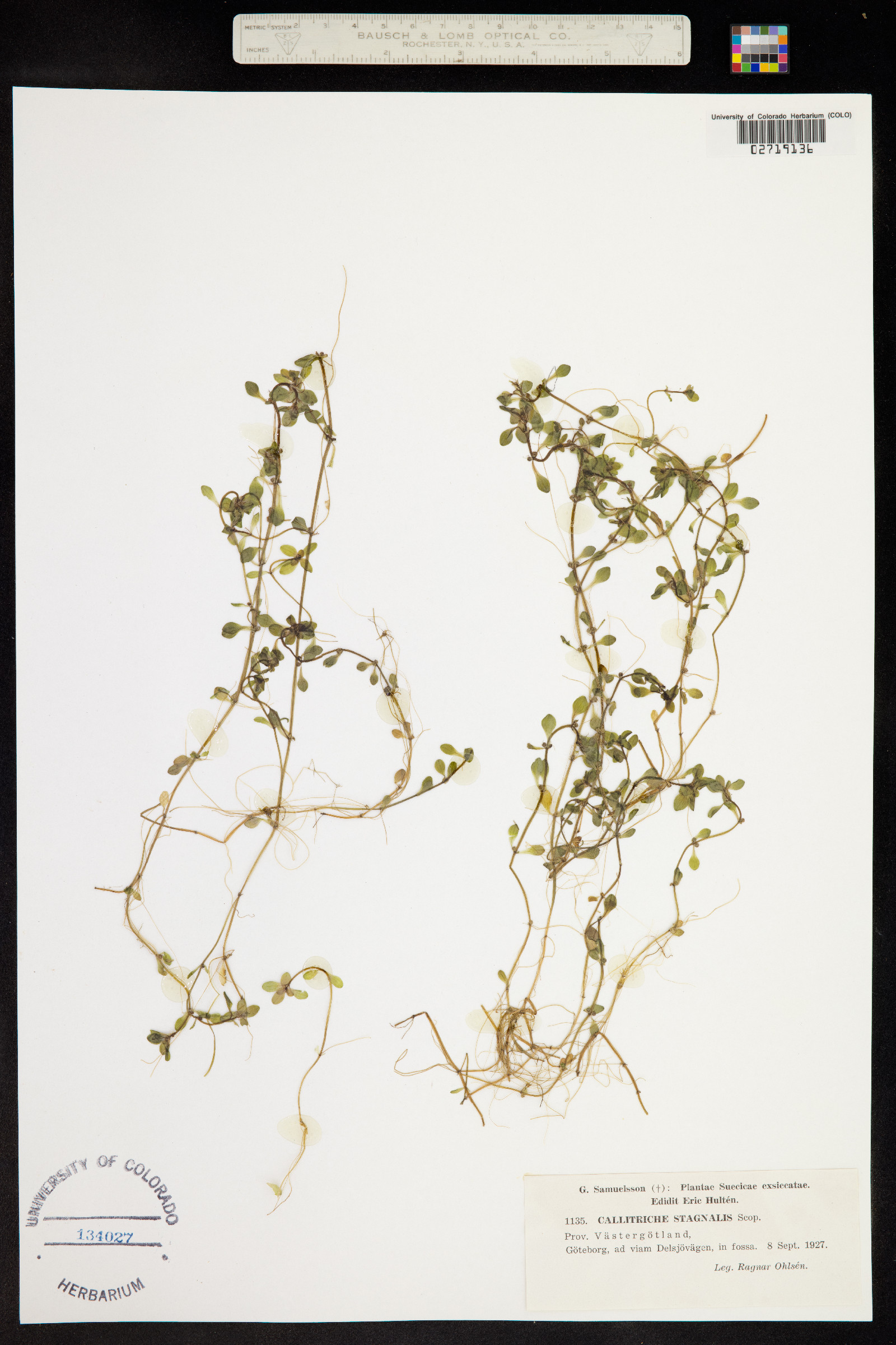 Callitriche stagnalis image