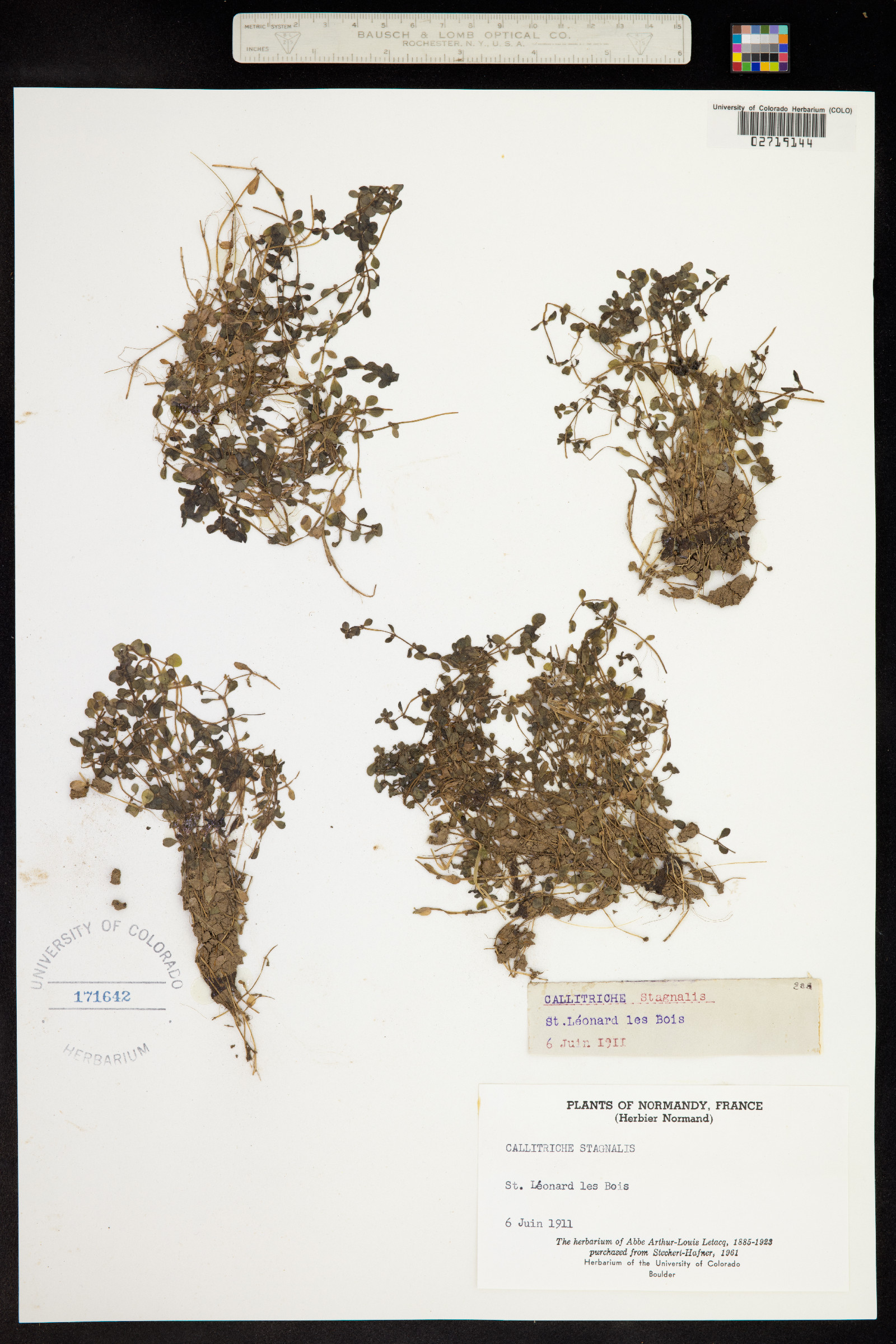 Callitriche stagnalis image