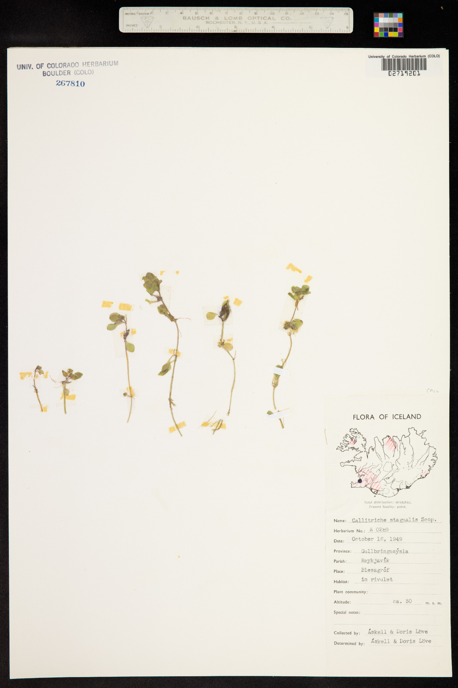 Callitriche stagnalis image