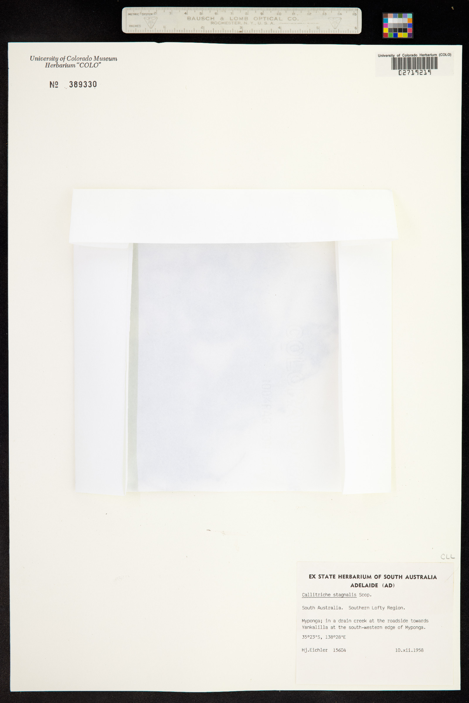 Callitriche stagnalis image