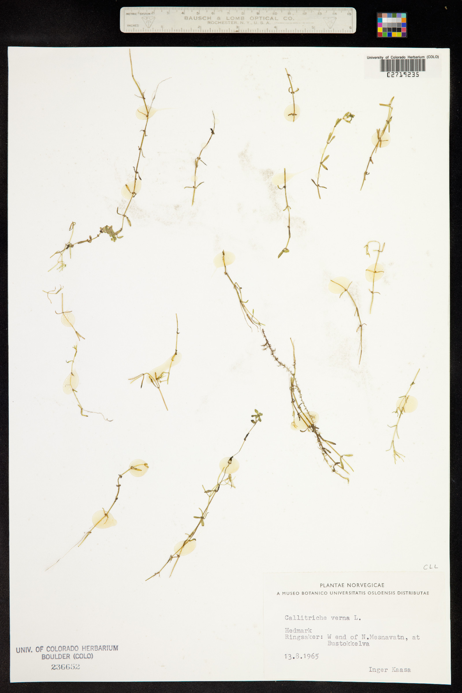 Callitriche palustris image