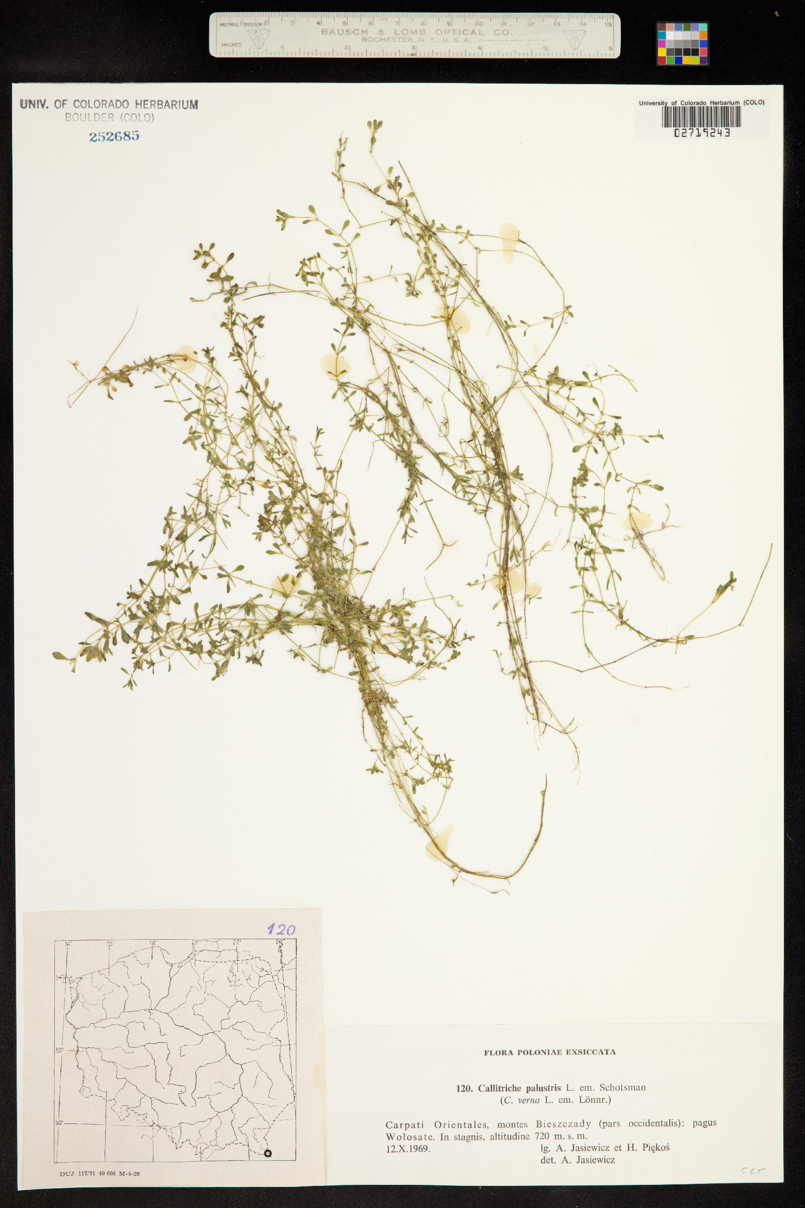Callitriche palustris image