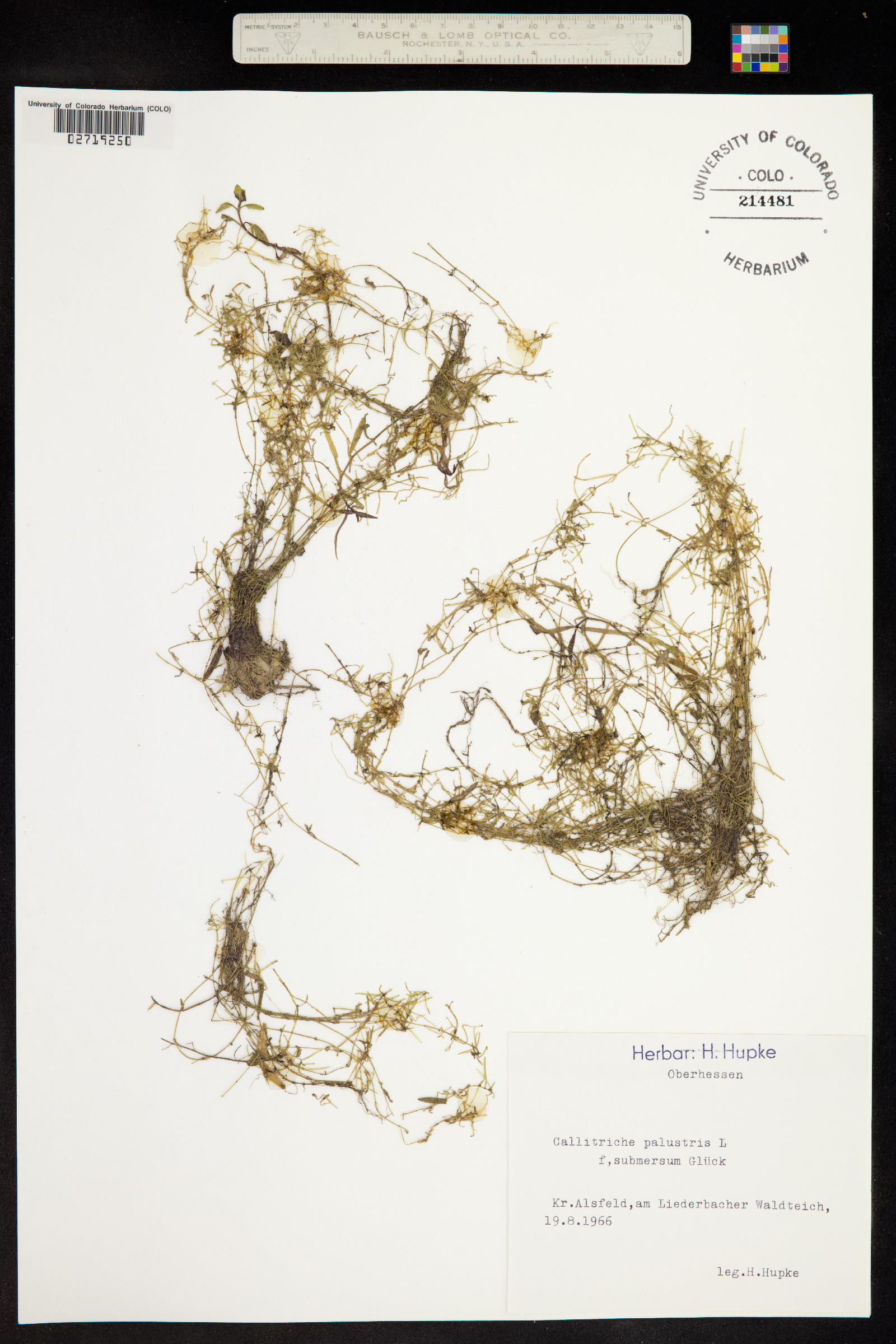 Callitriche palustris image