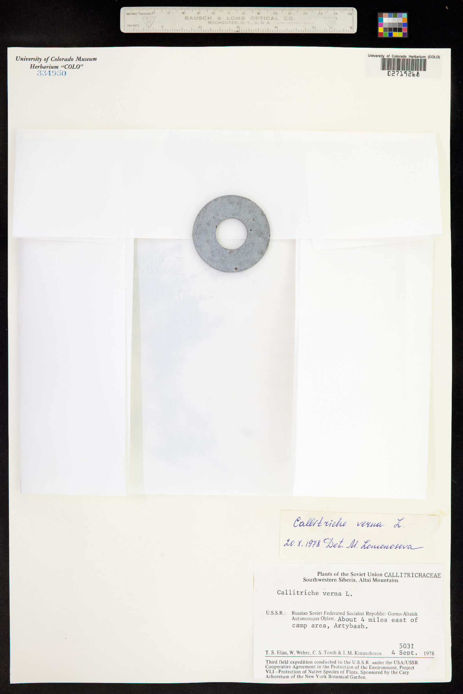 Callitriche palustris image