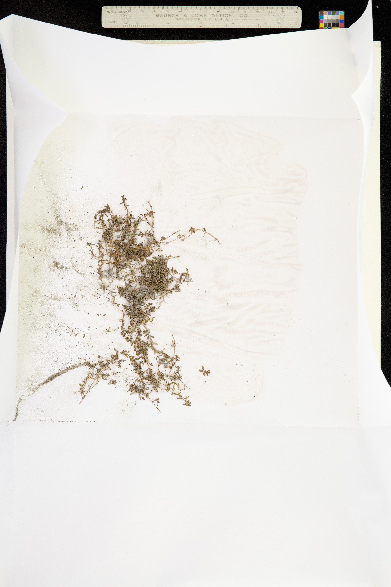 Callitriche palustris image