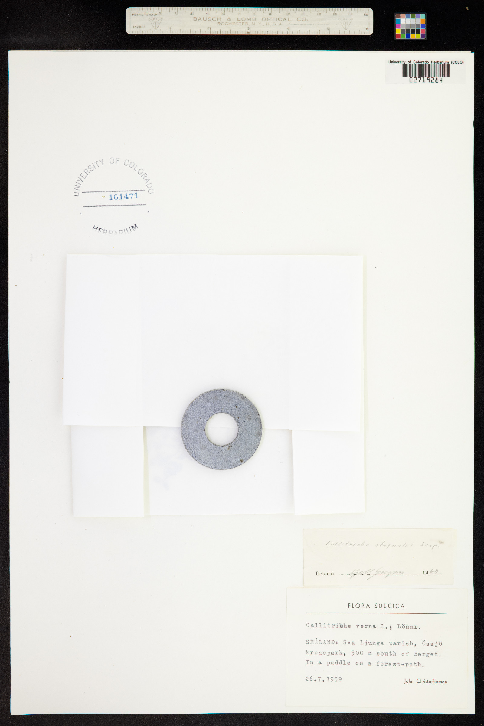 Callitriche palustris image