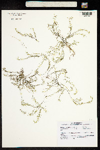Callitriche brutia image
