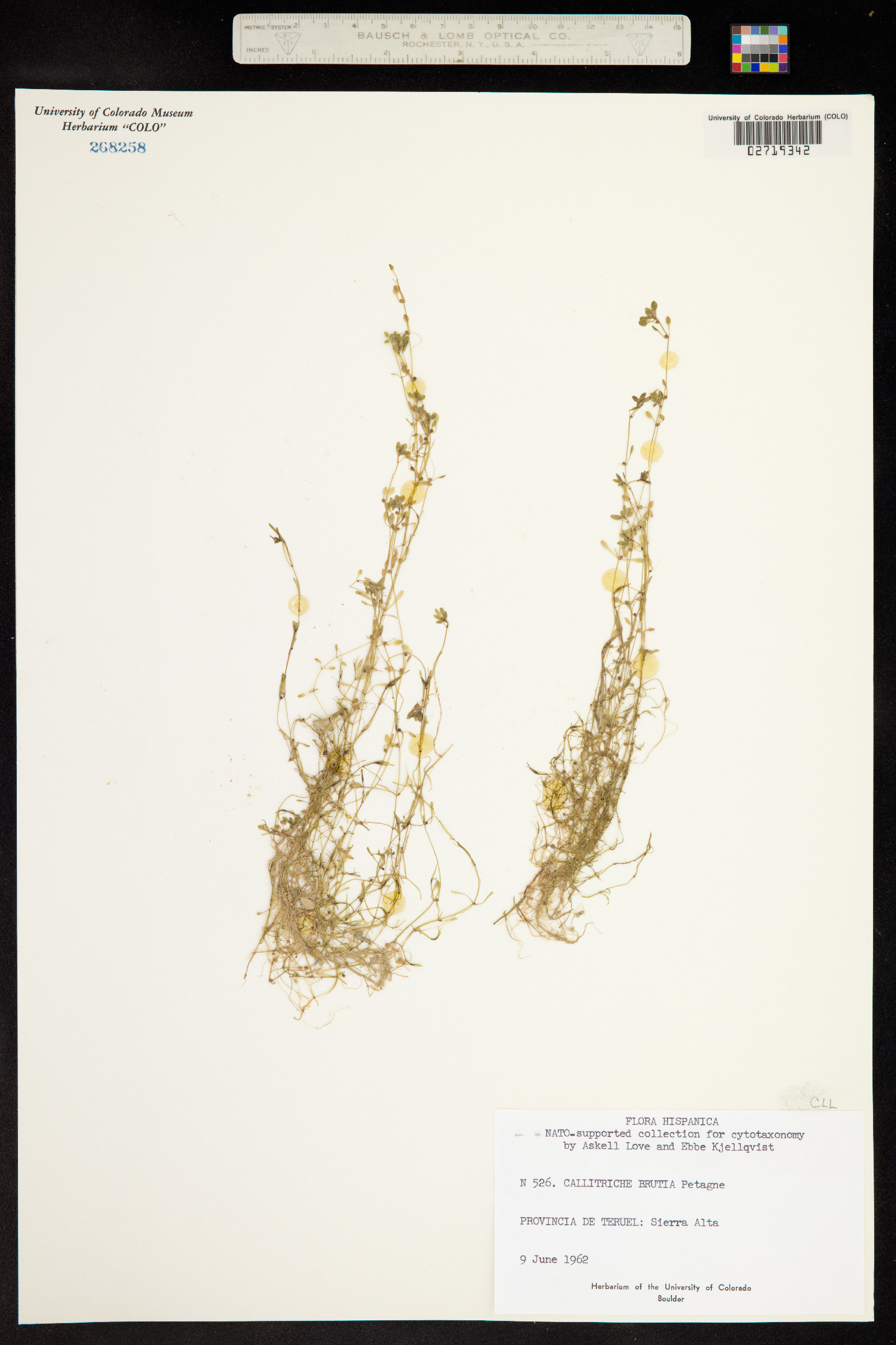 Callitriche brutia image