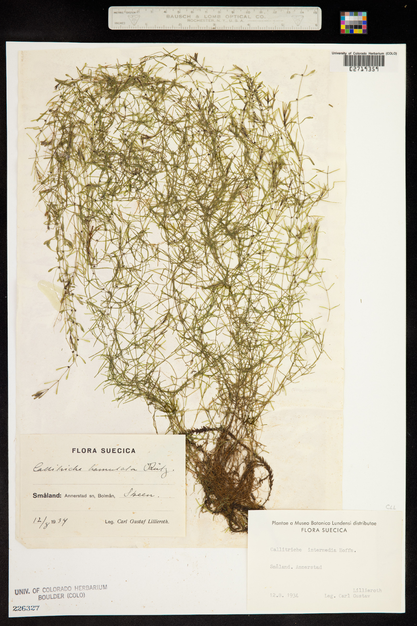 Callitriche brutia var. hamulata image
