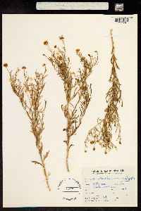 Boopis anthemoides image