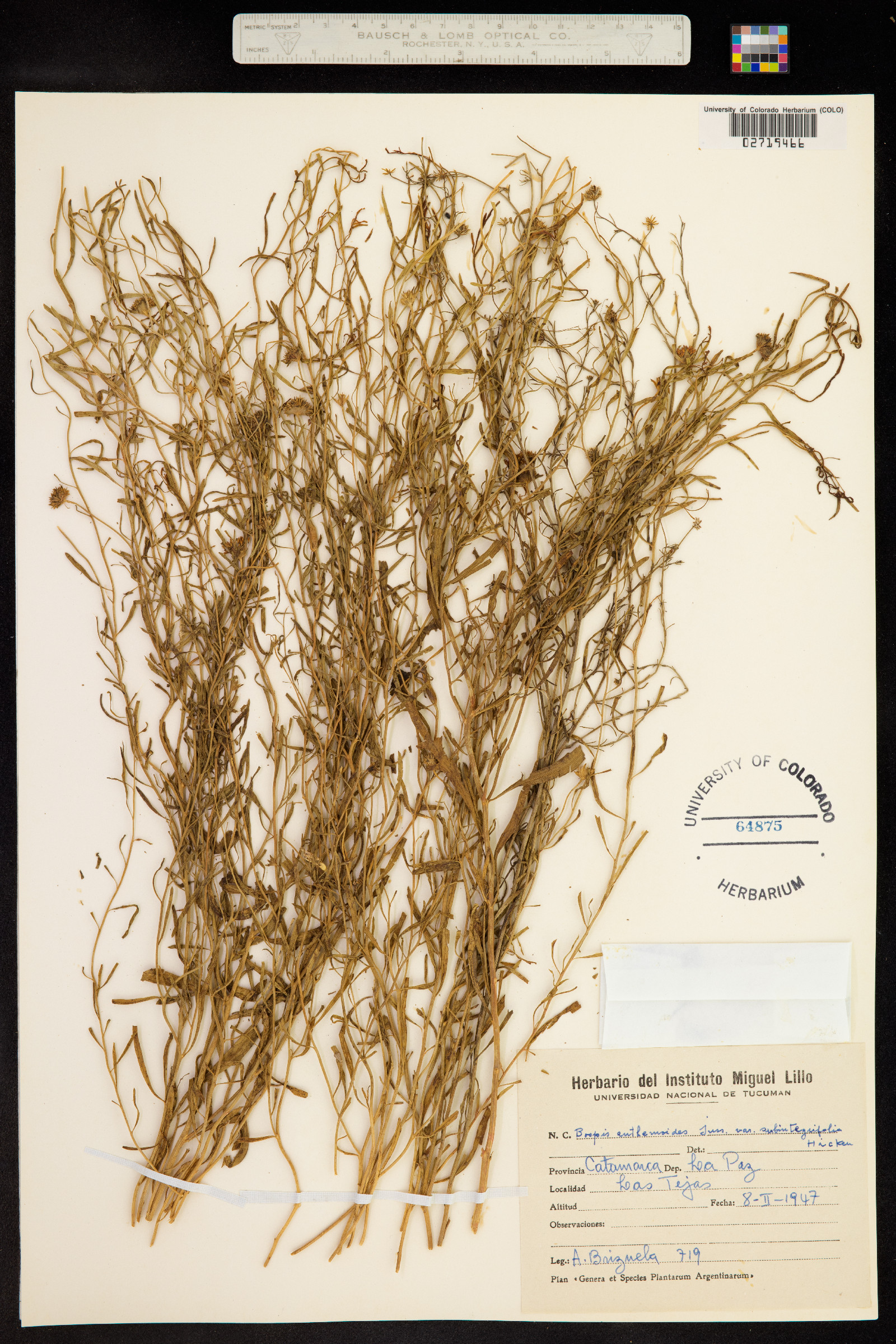 Boopis anthemoides image