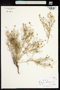 Boopis anthemoides image